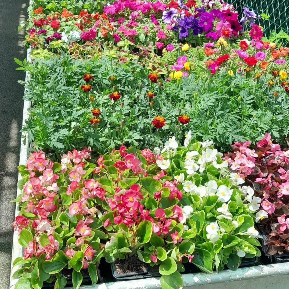 jardinerie (1)