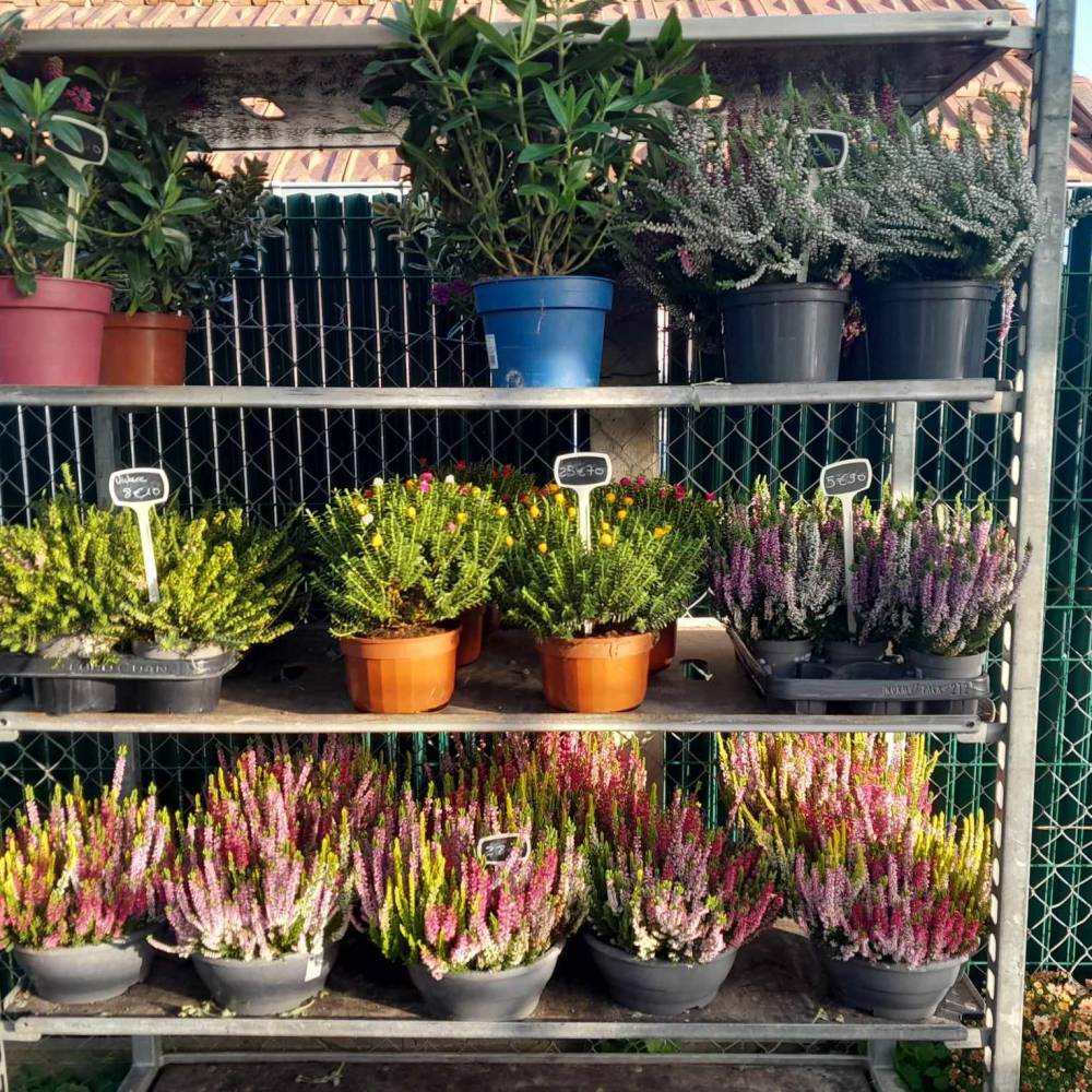 jardinerie (2)