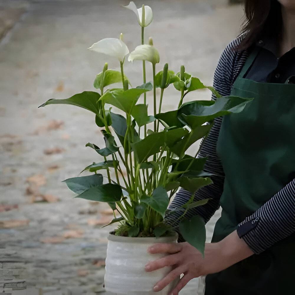 fleuriste (1)