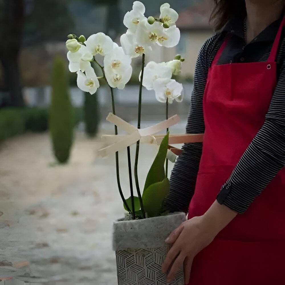 fleuriste (3)
