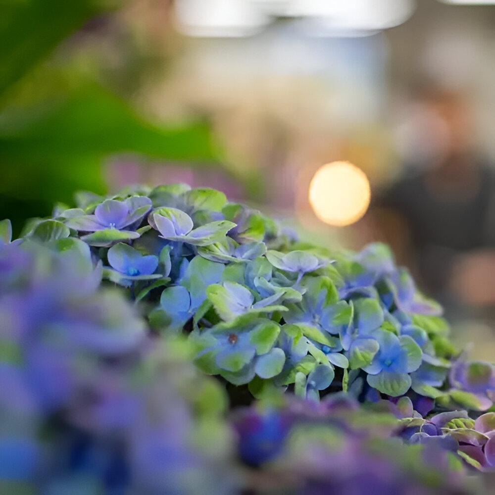 jardinerie